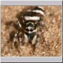 Salticus scenicus - Springspinne 13.jpg